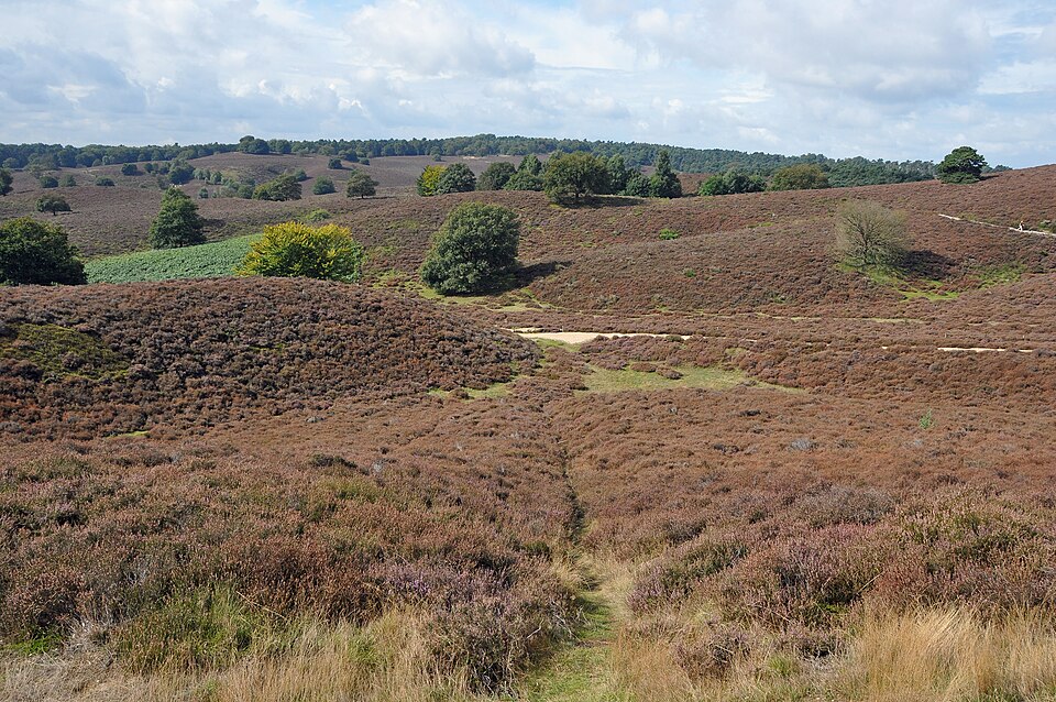 Trailpad over de heide van de Veluwezoom
