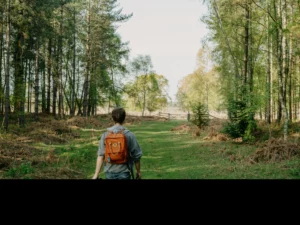 Wandelen met de hond tips: de complete gids voor samen op pad