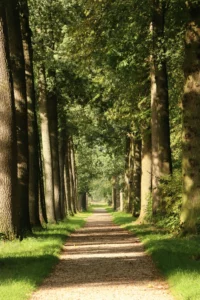 De 8 mooiste wandelroutes Utrechtse Heuvelrug: complete gids