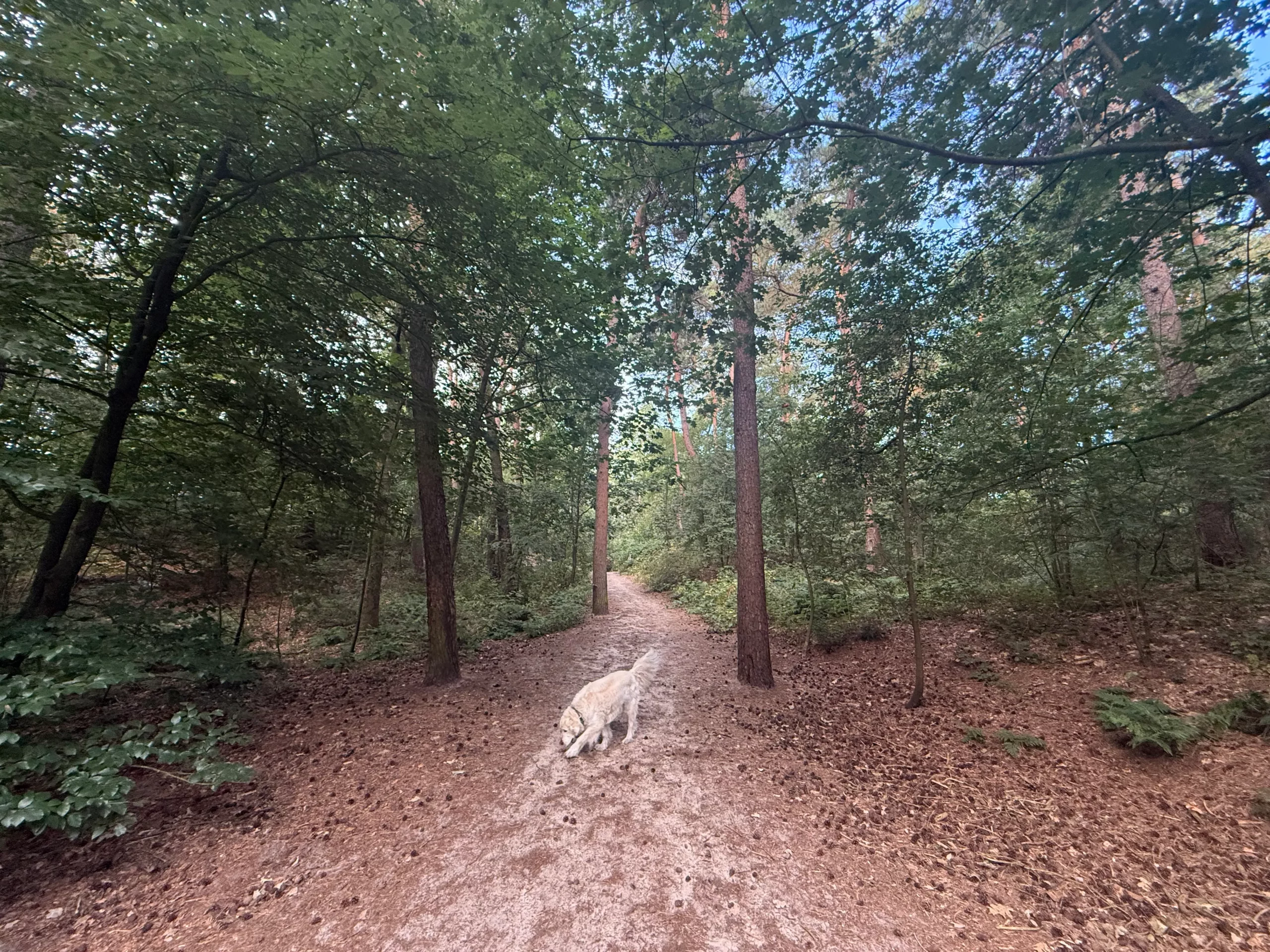 Mul zand en vergezichten op de Korte Duinen bij Soest