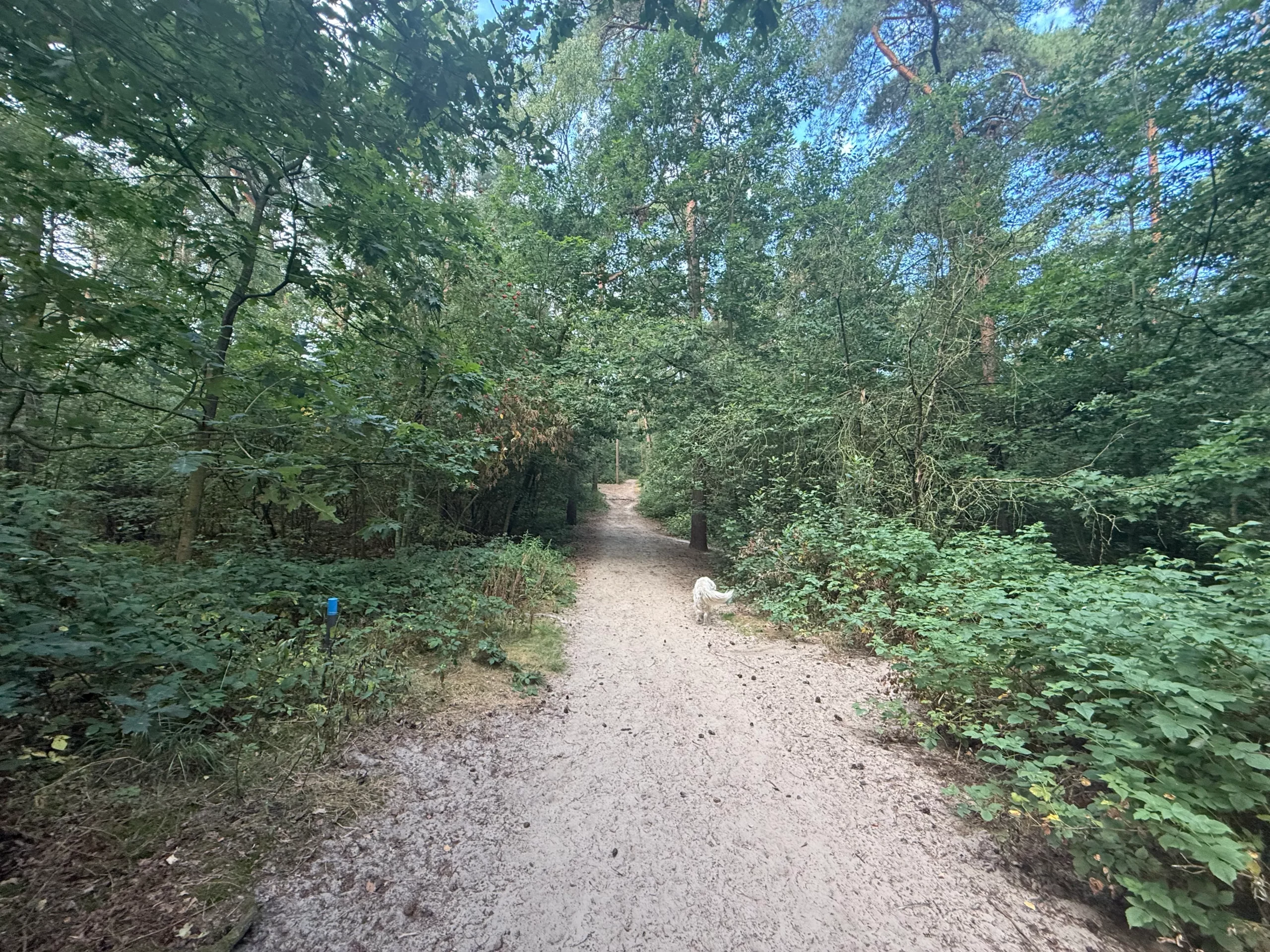 Blauwe palenroute door de Soesterduinen