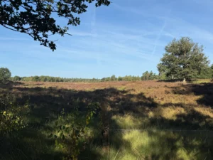 Wandelroute Lage Vuursche — ontdek De Stulp, het kasteel en de pannenkoeken