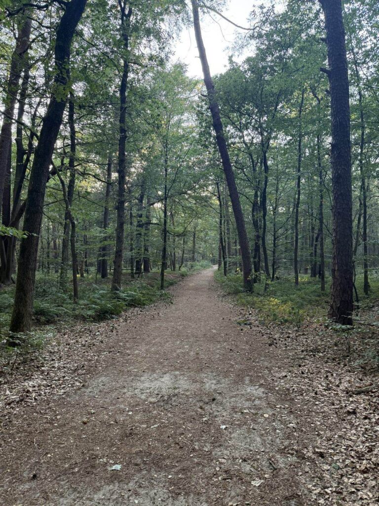 Breed zandpad door hoog loofbos op de wandelroute Leuvenumse Bossen